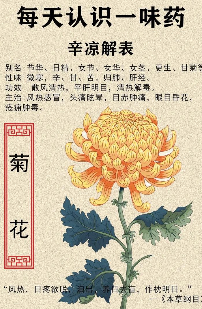 菊花有几个意思（菊花的另外一层含义）