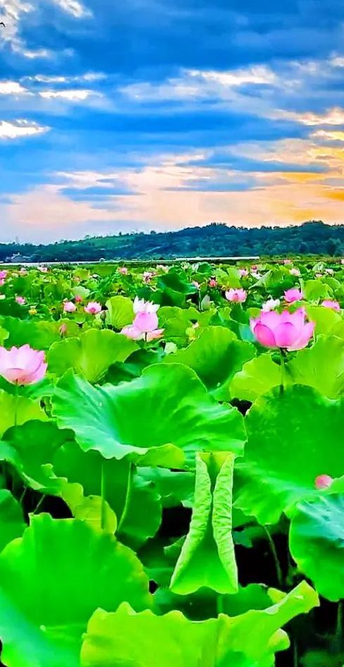 映日荷花别样红描写的是哪个湖（映日荷花别样红写的是哪个地方）