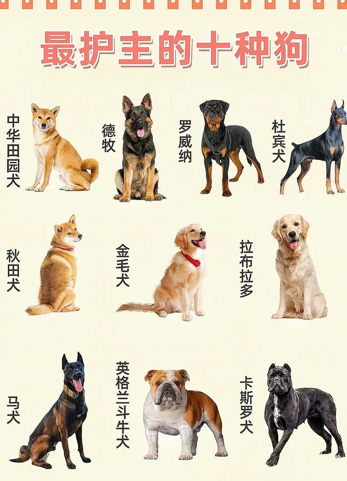 最好的护卫犬（最好的护卫犬品种排名）