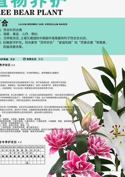 百合花怎么养（黄天霸百合花怎么养）