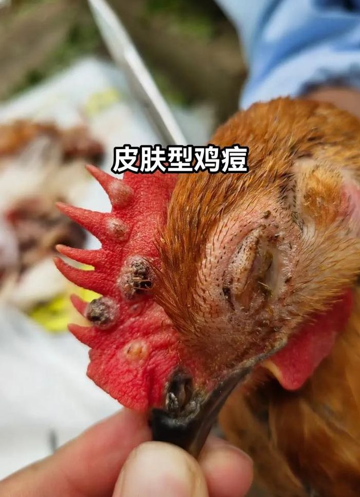鸡儿上面长痘痘怎么办（鸡儿上面长小痘痘怎么办）
