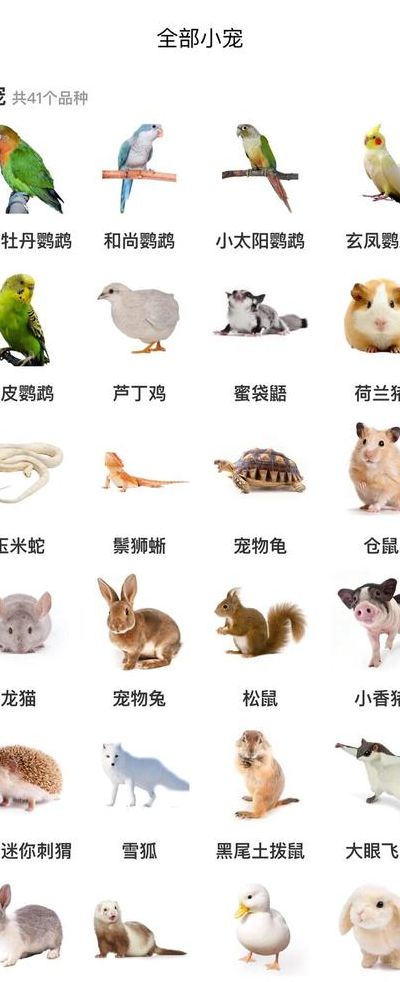 另类宠物有什么（另类宠物排名）