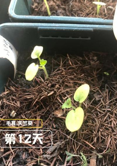 天竺葵种子（天竺葵种子多少天发芽）