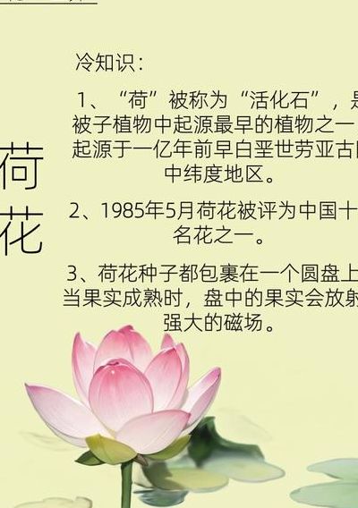 莲花的别称菡萏怎么读（莲花的别称雅称有哪些）
