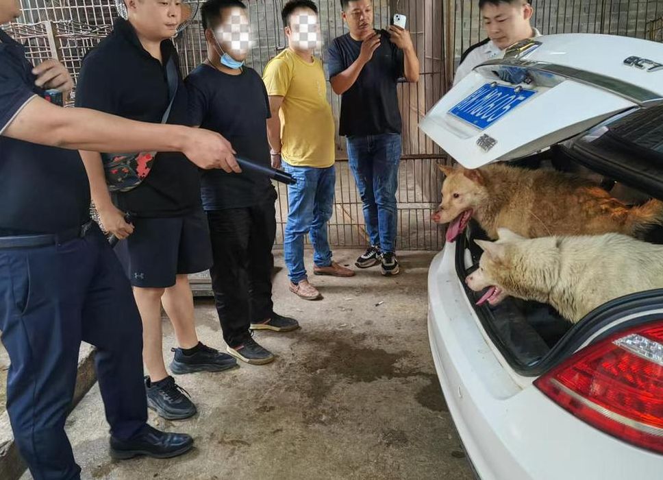 狗王偷狗（狗王偷狗场狗都不敢叫）