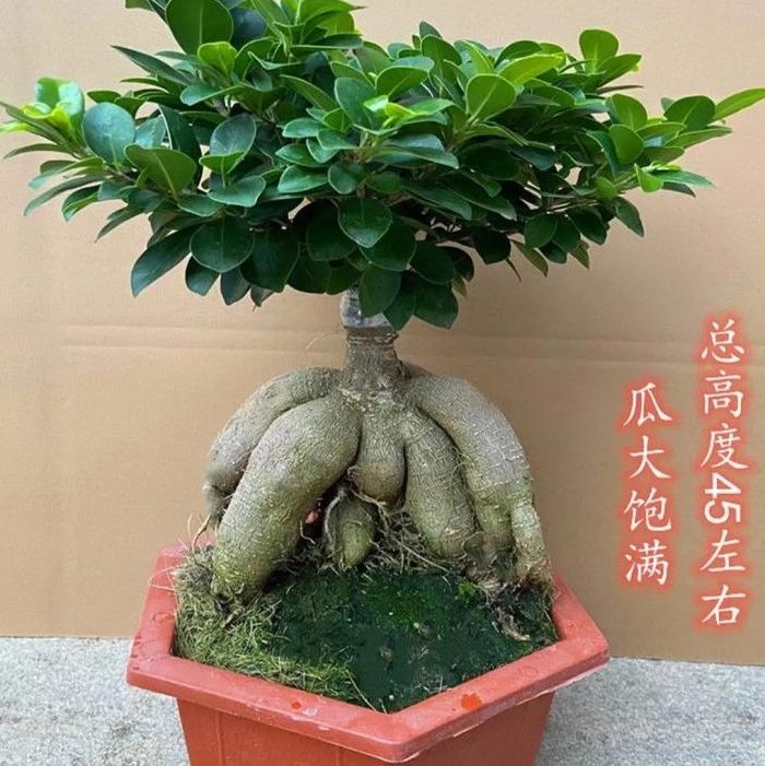 怎样养好榕树盆景（怎样养好榕树盆景视频）