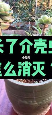 虫合蚧怎么读（虫合虫介怎么读）