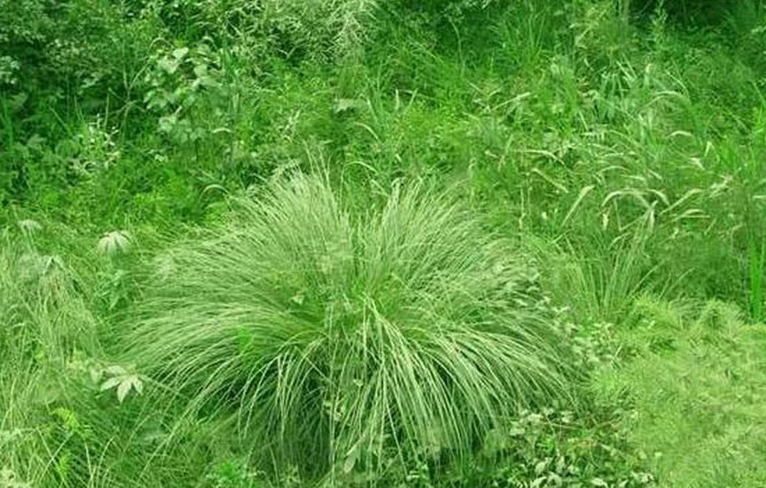 乌拉草特点（乌拉草介绍）