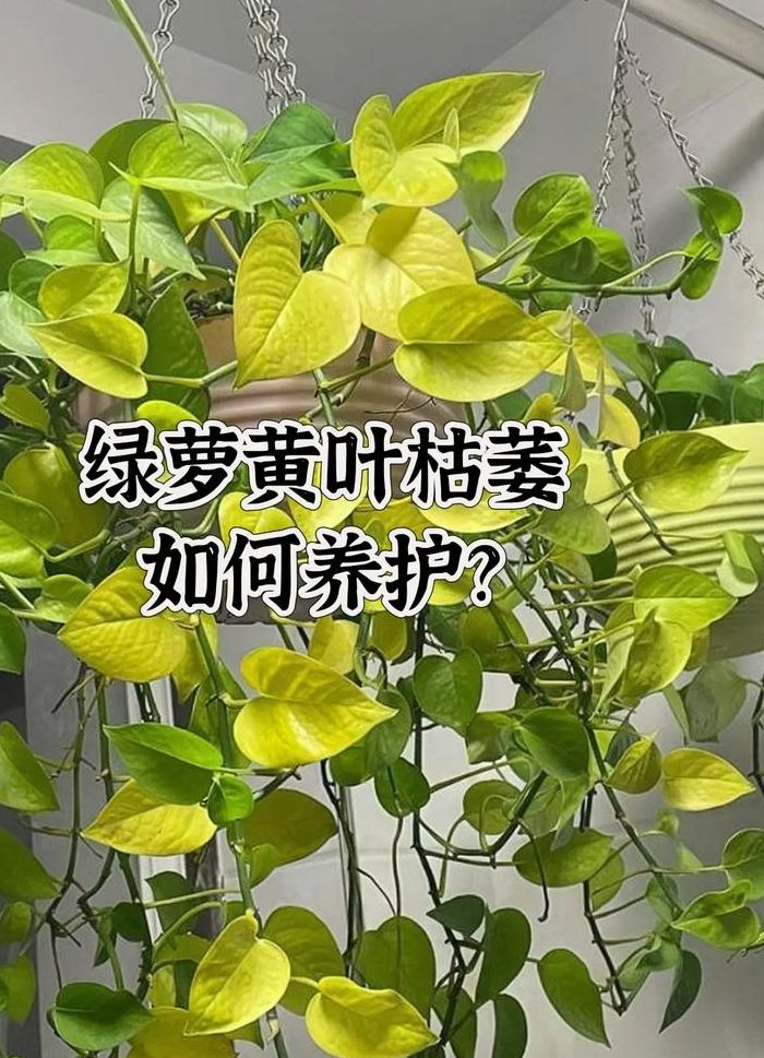 绿萝怎么养长得好（绿萝怎么养长得更好）
