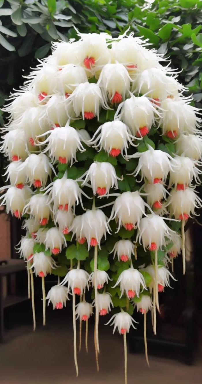 昙花啥时候开花（昙花大概什么时候开花）