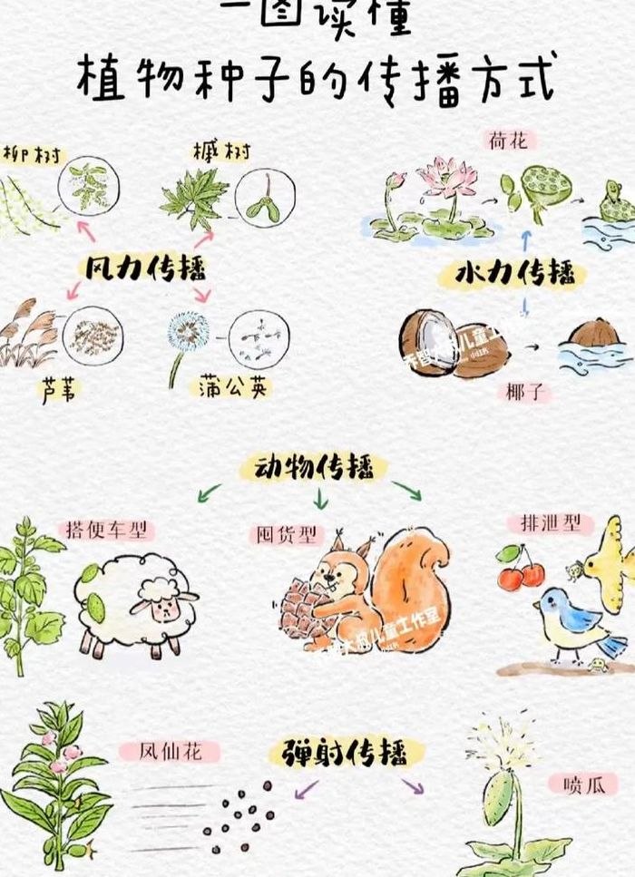 二年级植物传播种子的方法（二年级植物传播种子的方法有哪些配图）