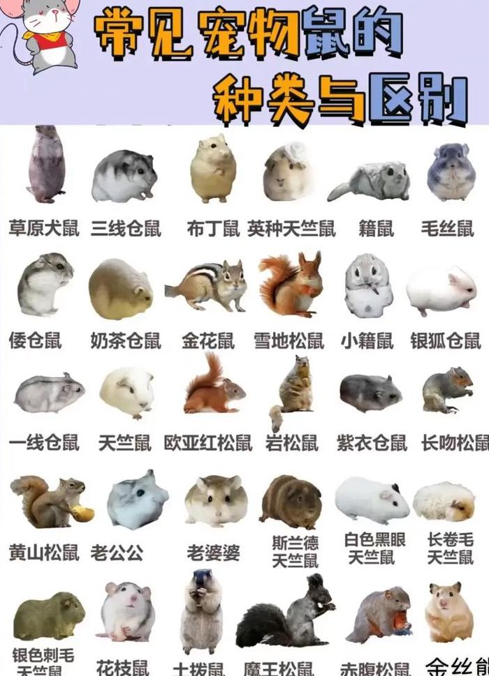 宠物鼠的种类（宠物鼠的种类有多少种）