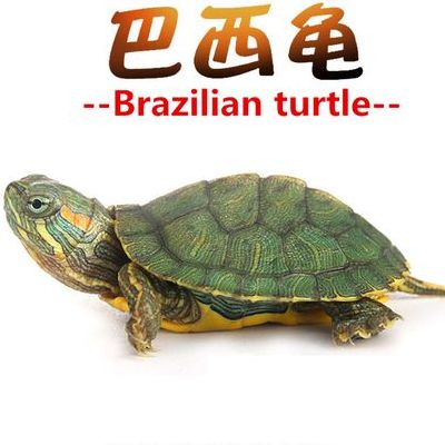 乌龟为什么可以活很久（你知道乌龟为什么可以活那么多年）