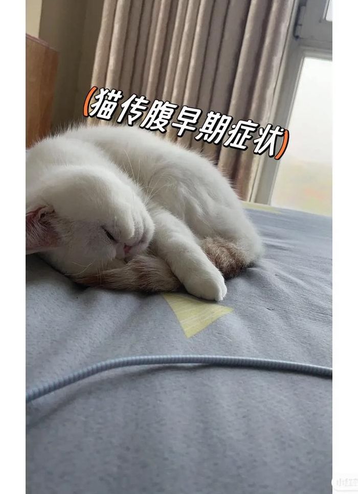 猫咪得了猫传腹的症状（猫咪得了猫传腹初步症状）