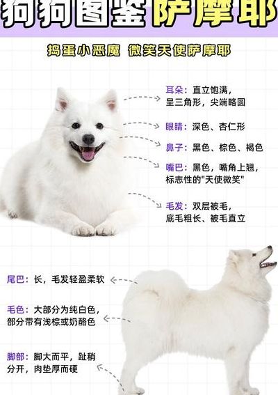 萨摩耶咳嗽怎么办（萨摩耶咳嗽吃什么药）