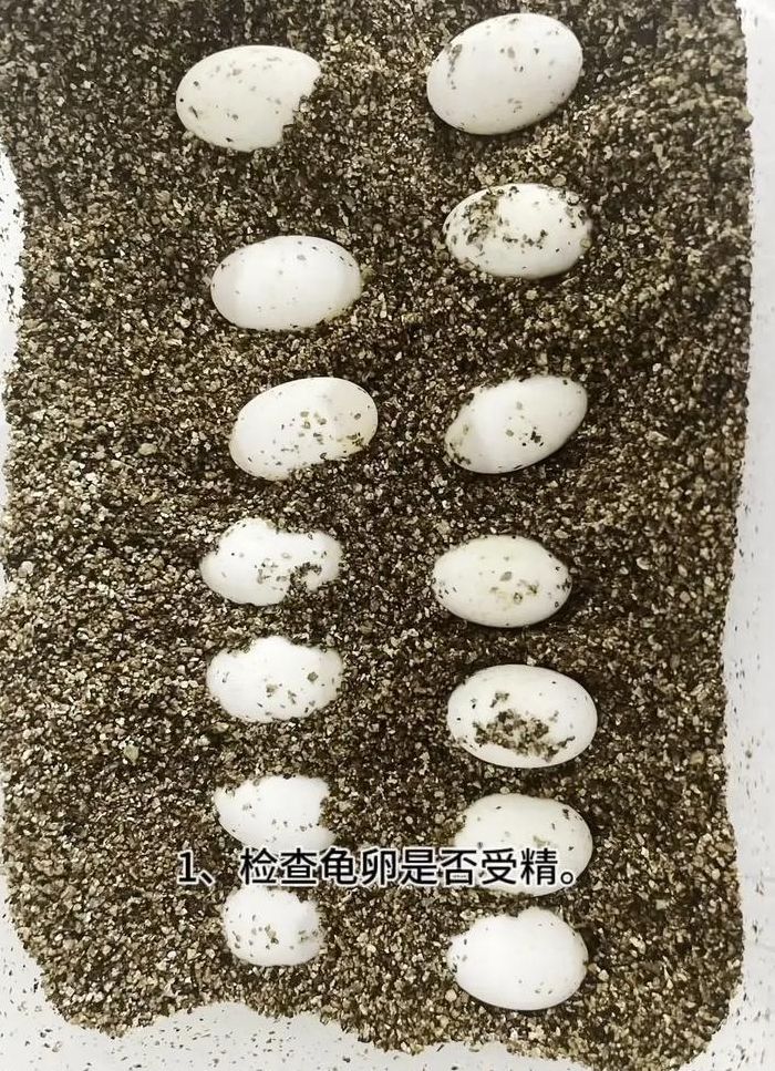 龟蛋怎样人工孵化（龟蛋孵化技术）