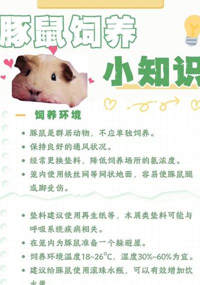 荷兰猪的饲养环境（荷兰猪的饲养环境具体要求）