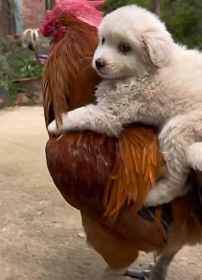 鸡犬不宁代表什么动物（鸡犬不宁代表什么动物和生肖）