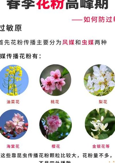 花粉过敏的原因是什么（花粉过敏是怎样的）