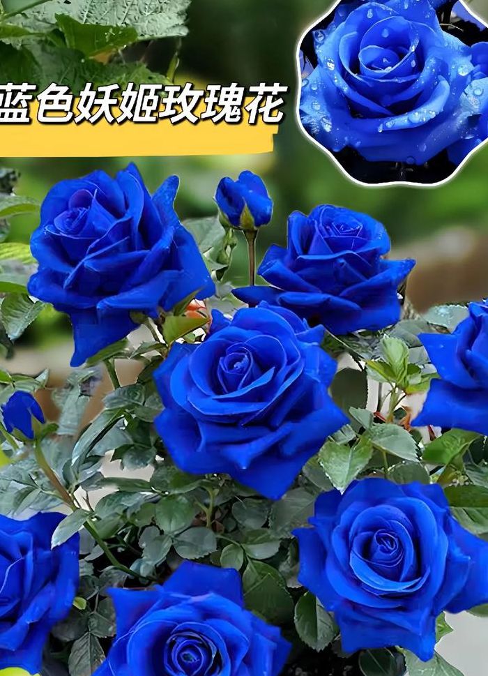 蓝玫瑰的寓意是什么意思（蓝玫瑰代表什么含义?）