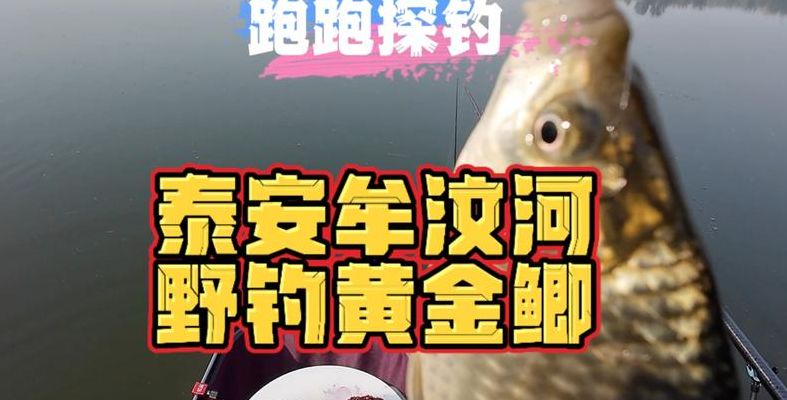 泰安钓鱼网（泰安钓鱼论坛）