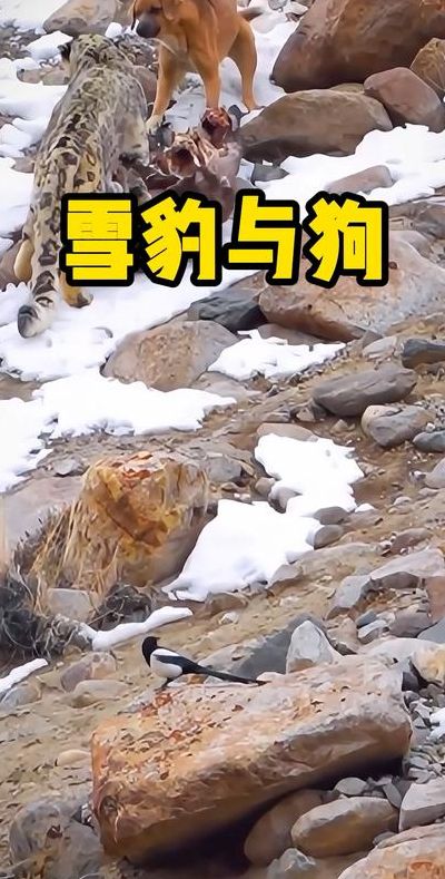 雪豹12（雪豹12人袭击军火库是第几集）