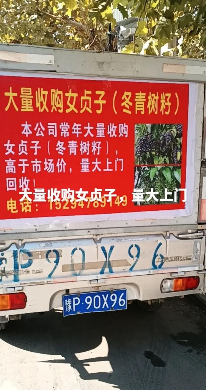 大量收购（大量收购女贞子什么地方收购）