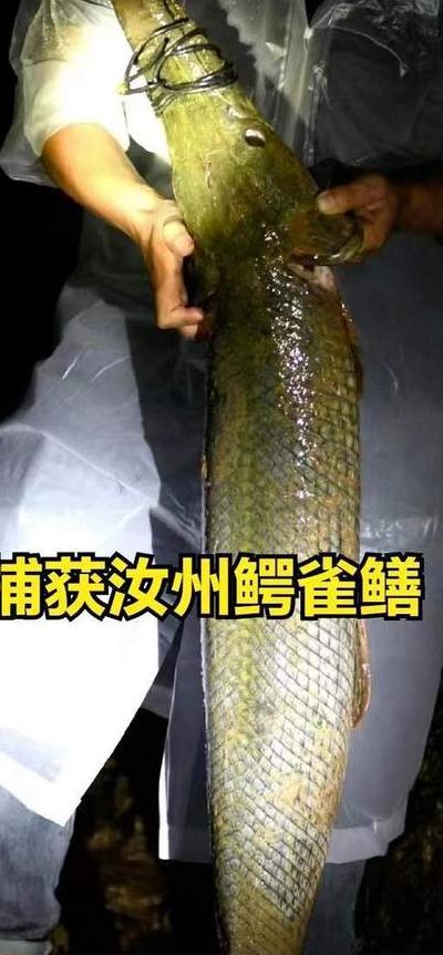 石家庄一小区发现鳄雀鳝（发现鳄雀鳝怎么办）