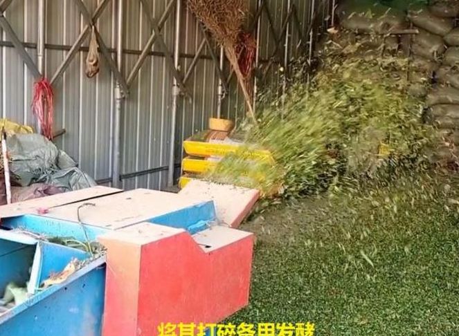 养猪技术（红薯发酵养猪技术）