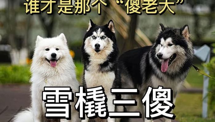 哈士奇是雪橇犬吗（雪橇犬三傻是哪三傻）