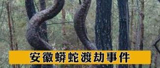 95年安徽巨蟒渡劫事件（95年安徽巨蟒渡劫事件全过程曝光）