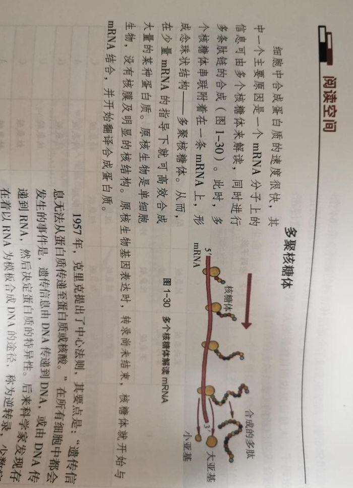 游离的核糖体（游离的核糖体有什么作用）