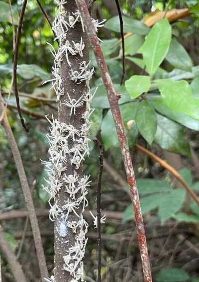 广翅蜡蝉若虫（广翅蜡蝉若虫图片大全）