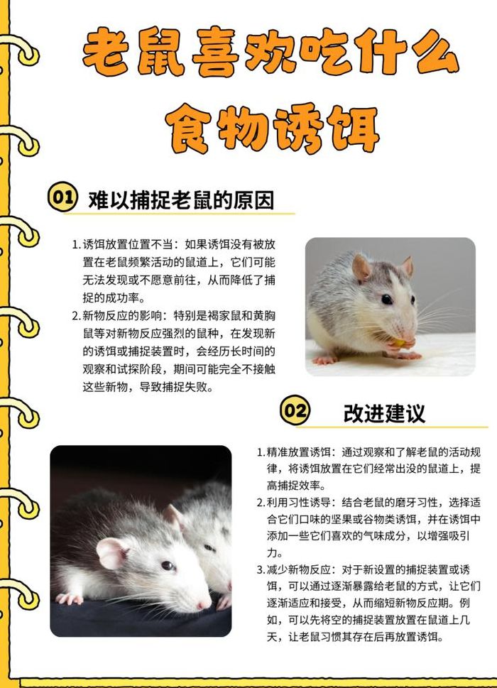 老鼠爱吃什么食物（用什么做老鼠诱饵最好）