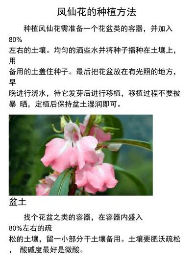 凤仙花怎么种（凤仙花怎么种植方法 在家）