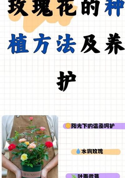 小玫瑰花怎么养（玫瑰花怎么养才不会枯萎）