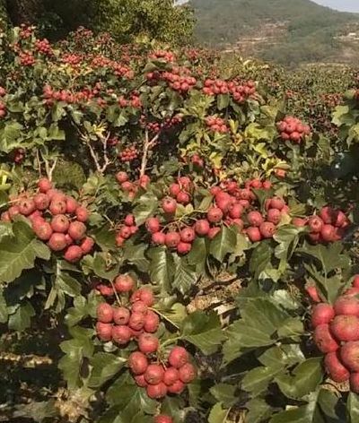 农业种植什么项目前景好挣钱多（2020年农业种什么赚钱呢?）