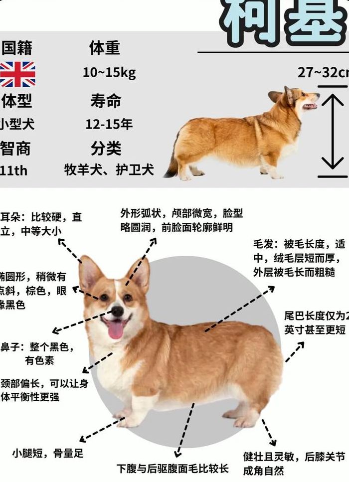柯基犬价格（柯基犬价格多少钱一只?）