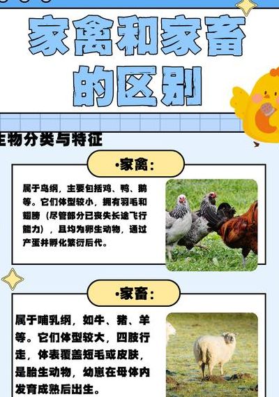 家禽和家畜的区别（家禽和家畜的区别简化）