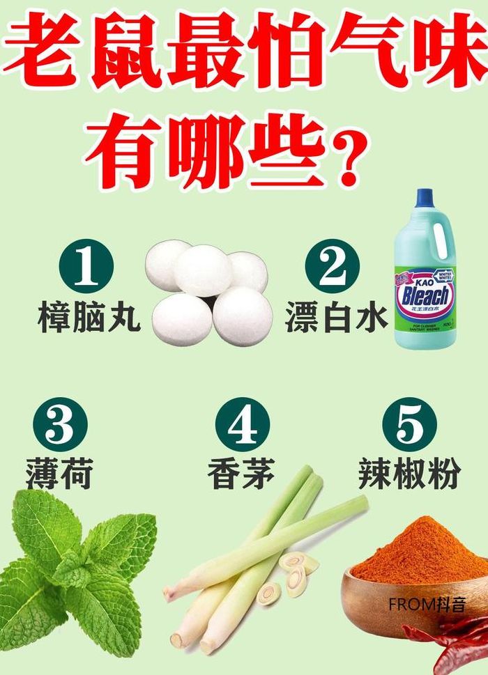 老鼠怕什么味道的简单介绍