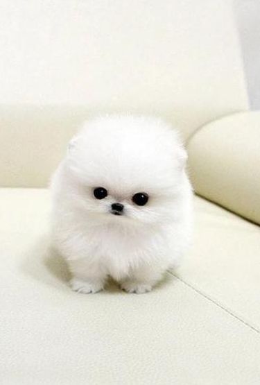 茶杯贵宾犬图片（茶杯贵宾成年多重?）