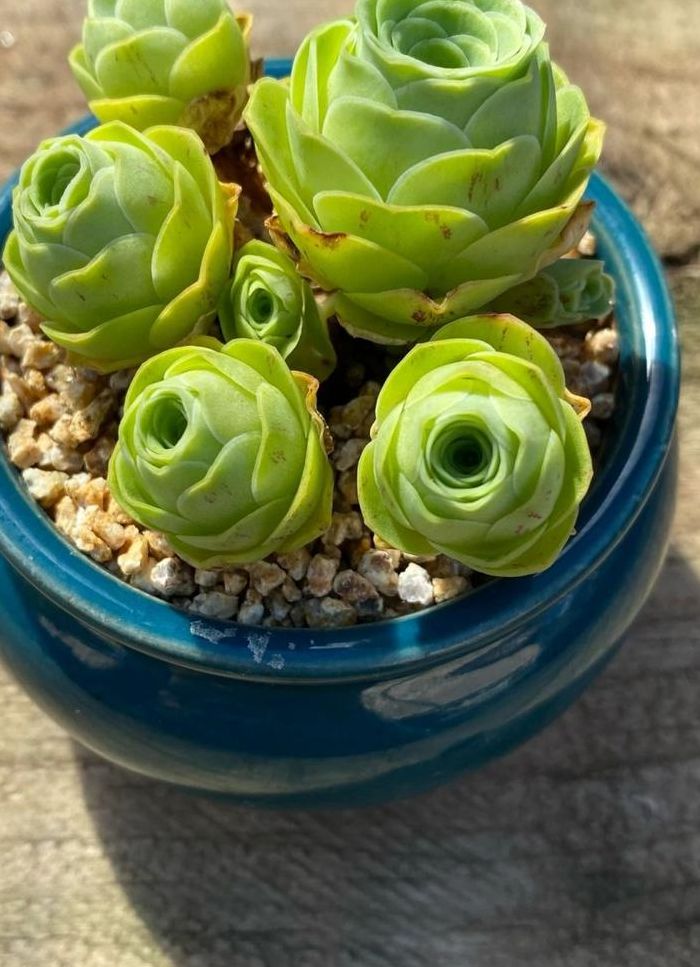 怎样种植多肉植物（怎样种植多肉植物快速入门篇）