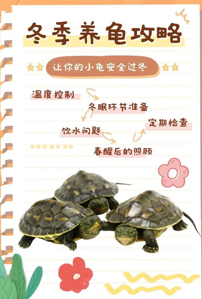 小乌龟冬天怎么养（刚出生的小乌龟冬天怎么养）