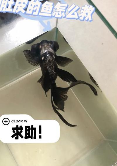 金鱼侧翻快死怎么拯救（金鱼侧翻还有救吗）