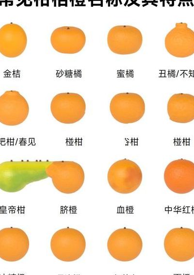 碰柑与橘子的区别（碰柑和桔子一样吗）