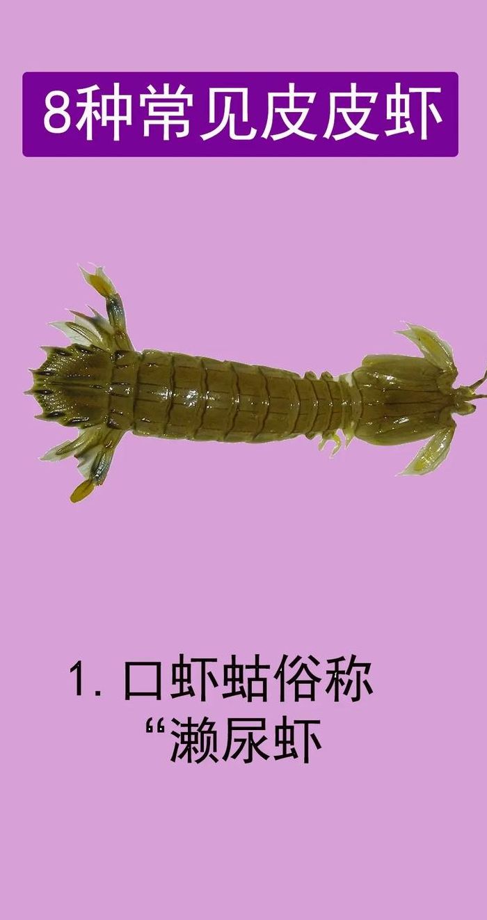 皮皮虾什么意思（网络用语皮皮虾什么意思）