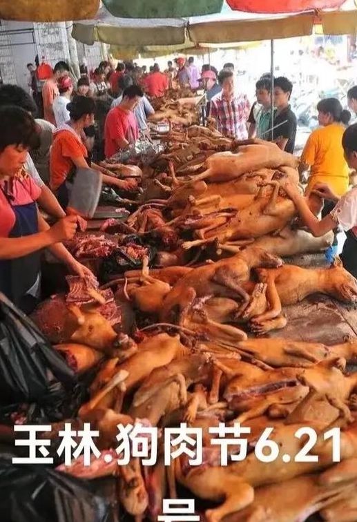 广西狗肉节（广西狗肉节在哪里）