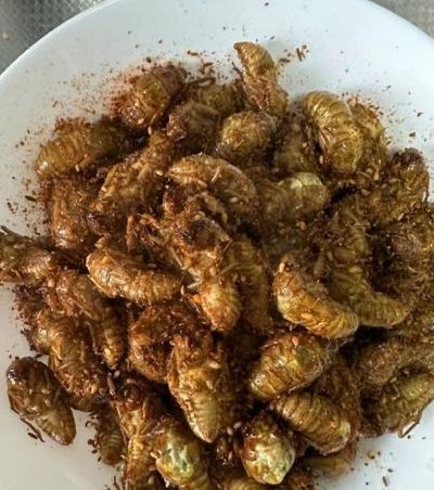 知了吃什么食物（知了吃什么食物活下来的）