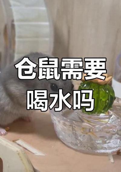 小仓鼠喝水吗（小仓鼠喝水吗?）