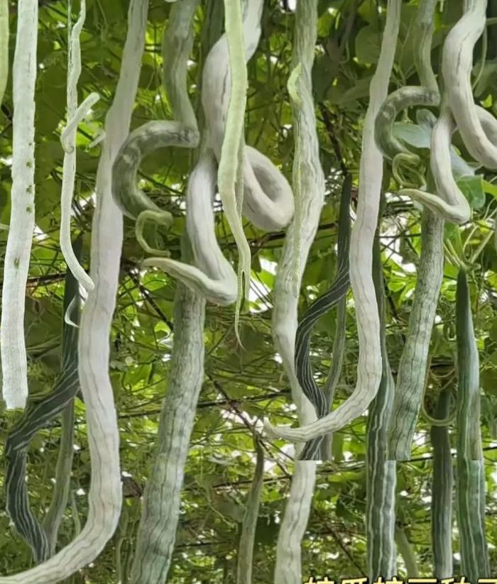 蛇豆的做法（蛇豆的做法有哪些 怎么做比较好吃）